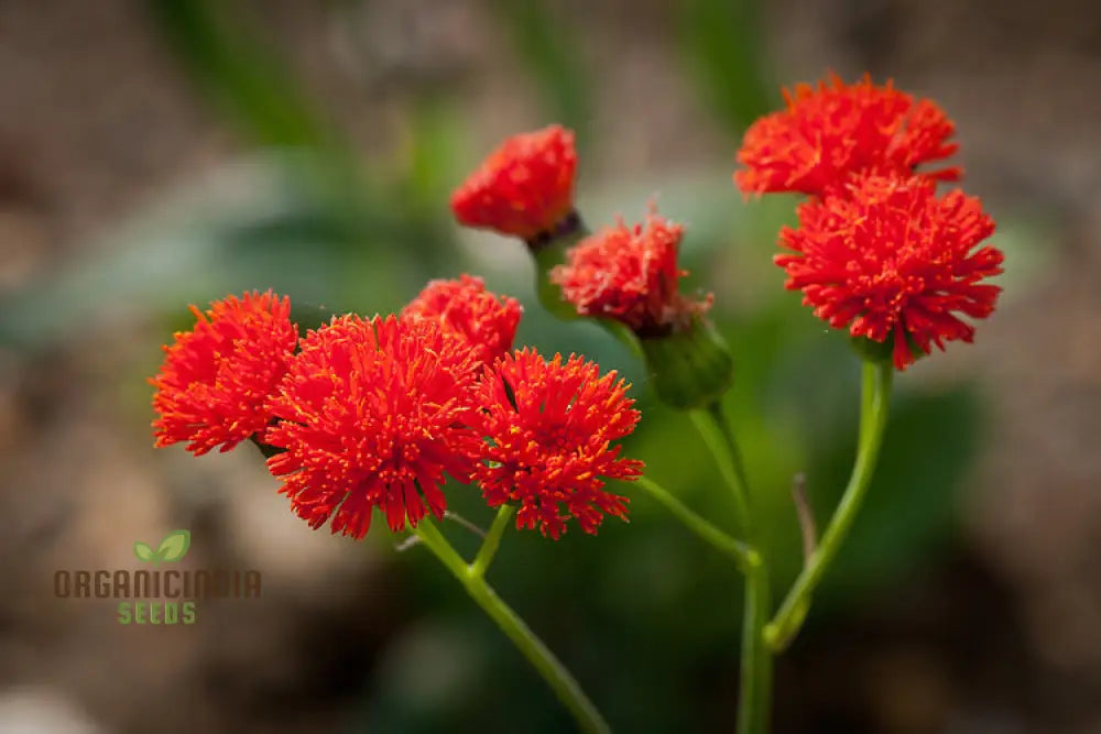 Emilia Sonchifolia ’Scarlet Magic’ Flower Seeds For Planting Adding Vibrant Color To Your Garden