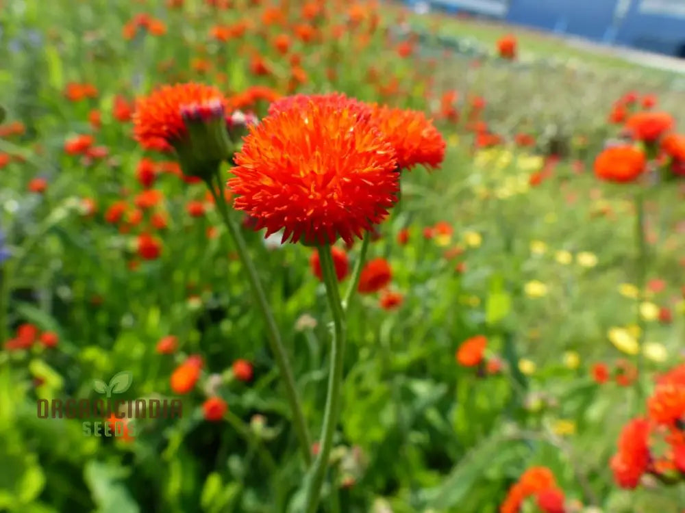 Emilia Sonchifolia ’Scarlet Magic’ Flower Seeds For Planting Adding Vibrant Color To Your Garden