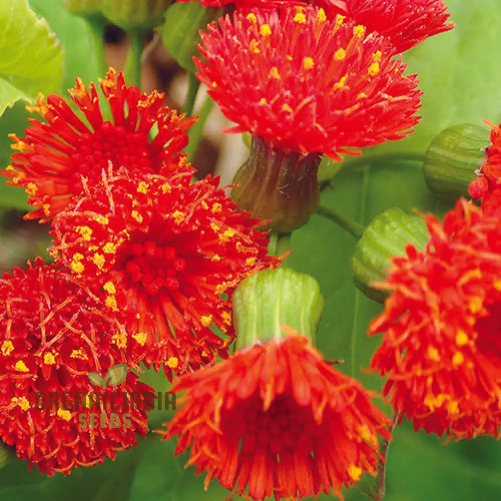 Emilia Sonchifolia ’Scarlet Magic’ Flower Seeds For Planting Adding Vibrant Color To Your Garden