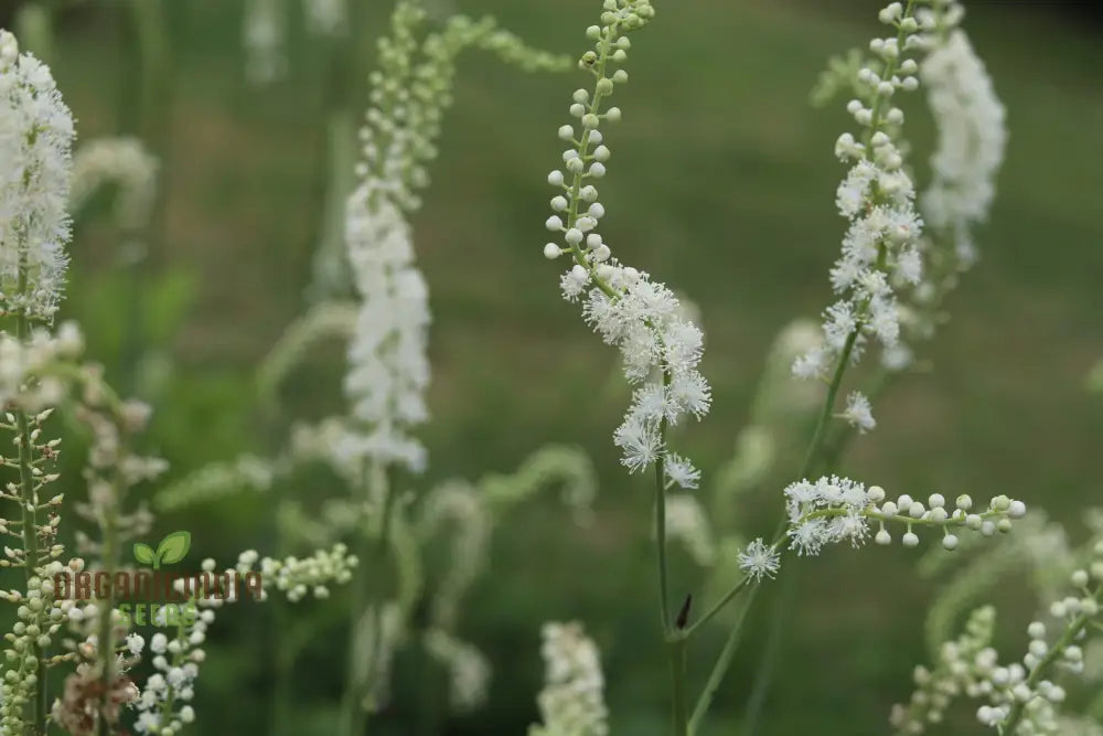 Enchanting Actaea Elata Seeds Add Elegance To Your Garden Landscape