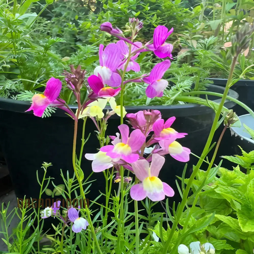 Enchanting Linaria: Fairy Bouquet Mix - Shop Now For Magical Garden Delights