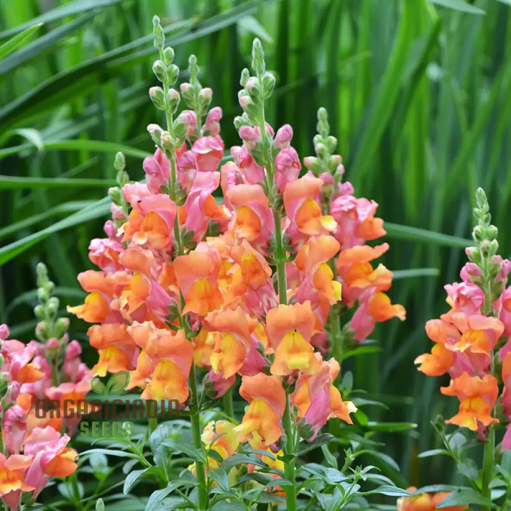 Enchanting Snapdragon Antirrhinum Majus Maximum Mix: Vibrant Garden Blooms For A Colorful Landscape