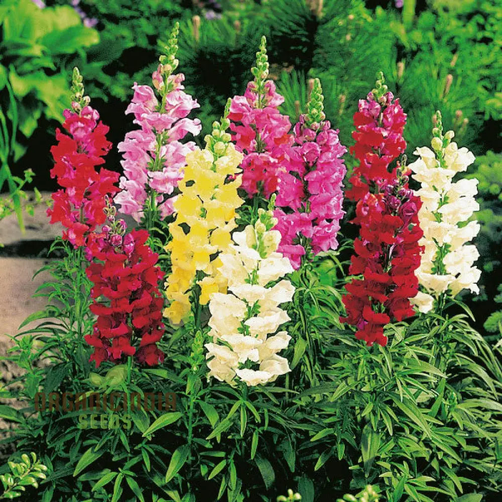 Enchanting Snapdragon Antirrhinum Majus Maximum Mix: Vibrant Garden Blooms For A Colorful Landscape