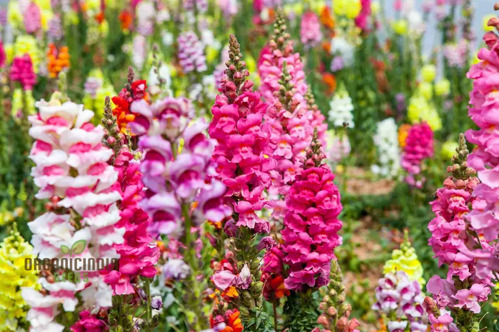 Enchanting Snapdragon Antirrhinum Majus Maximum Mix: Vibrant Garden Blooms For A Colorful Landscape