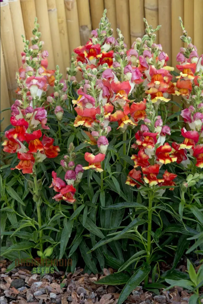 Enchanting Snapdragon Antirrhinum Majus Maximum Mix: Vibrant Garden Blooms For A Colorful Landscape