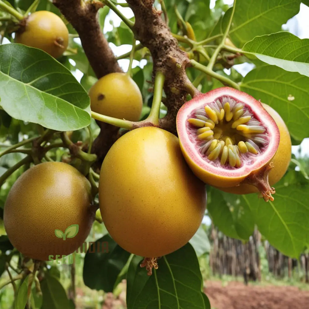 Enchanting Yellow Passion Fruit Seeds A Planting Guide For Your Garden Oasis