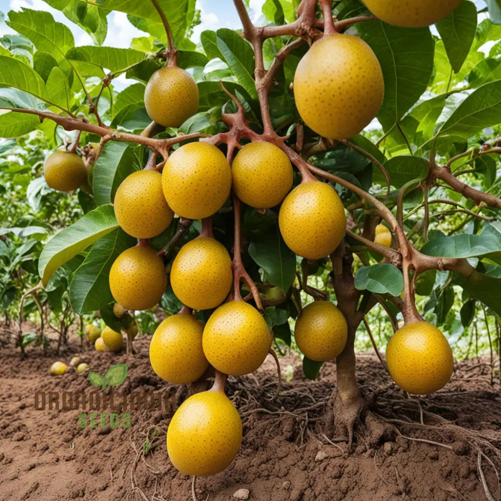 Enchanting Yellow Passion Fruit Seeds A Planting Guide For Your Garden Oasis