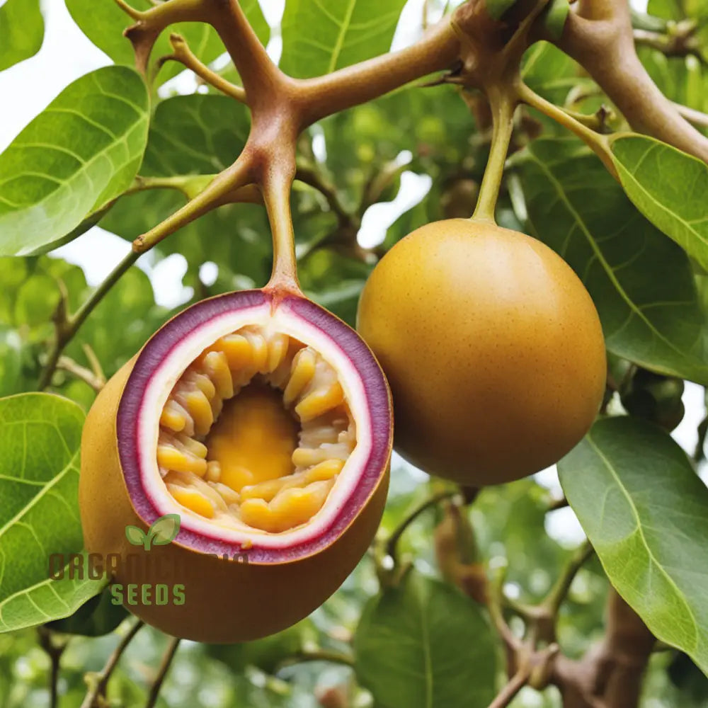 Enchanting Yellow Passion Fruit Seeds A Planting Guide For Your Garden Oasis