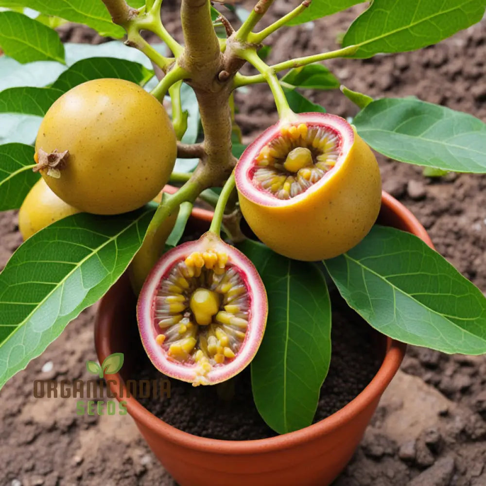 Enchanting Yellow Passion Fruit Seeds A Planting Guide For Your Garden Oasis