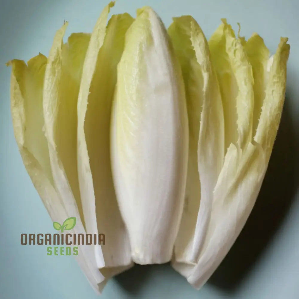 Endive White Vegetable Seeds For Successful Planting And Gardening