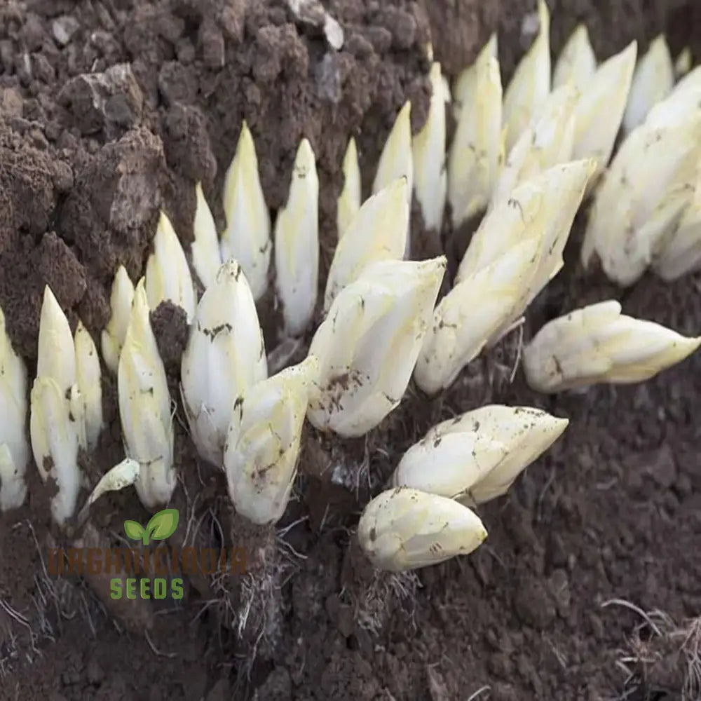 Endive White Vegetable Seeds For Successful Planting And Gardening