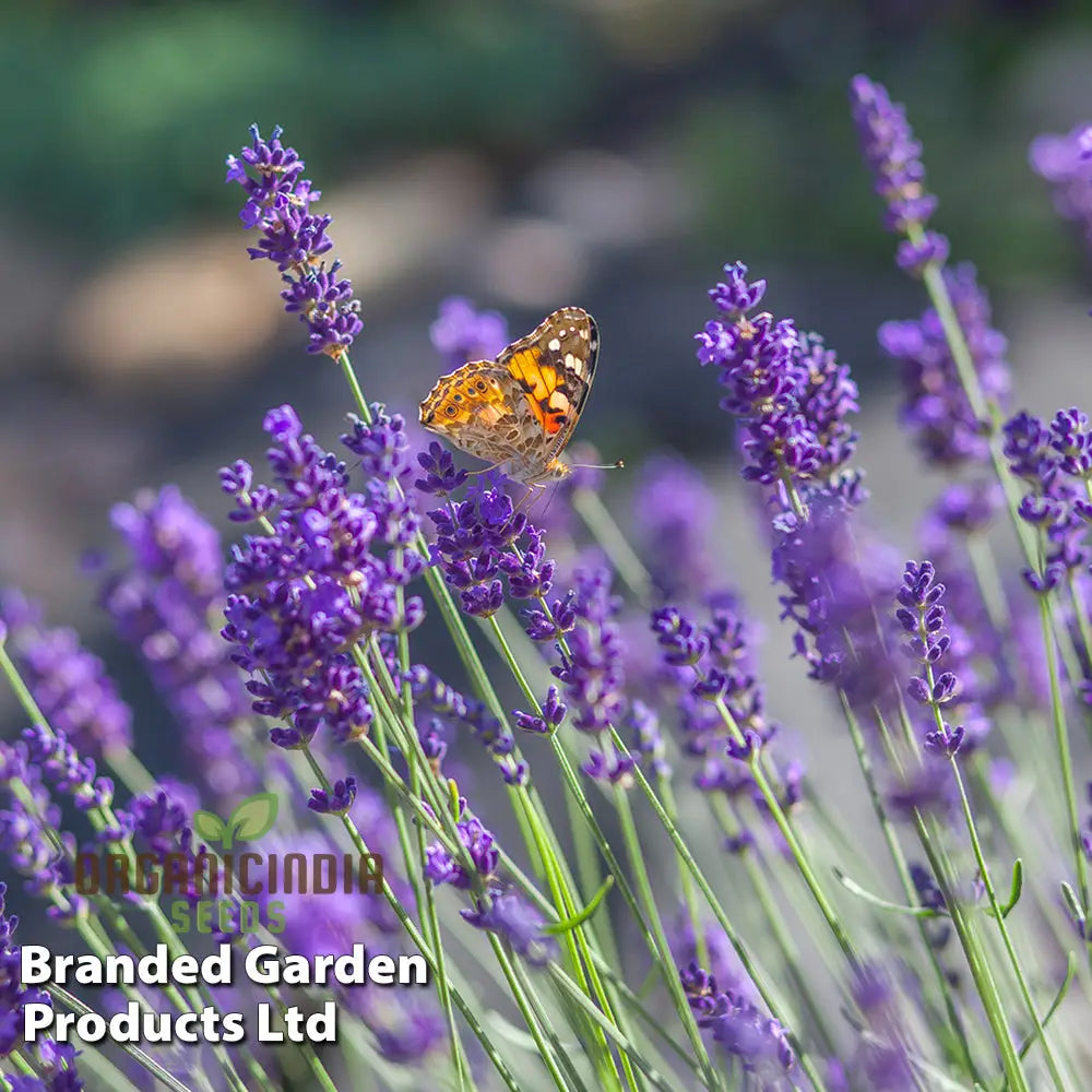 English Lavender Seeds For Your Garden: Planting Excellence & Fragrant Beauty