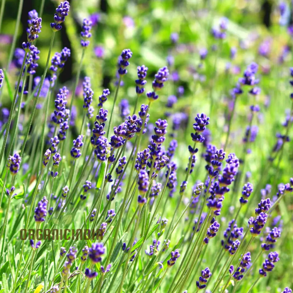 English Lavender Seeds For Your Garden: Planting Excellence & Fragrant Beauty