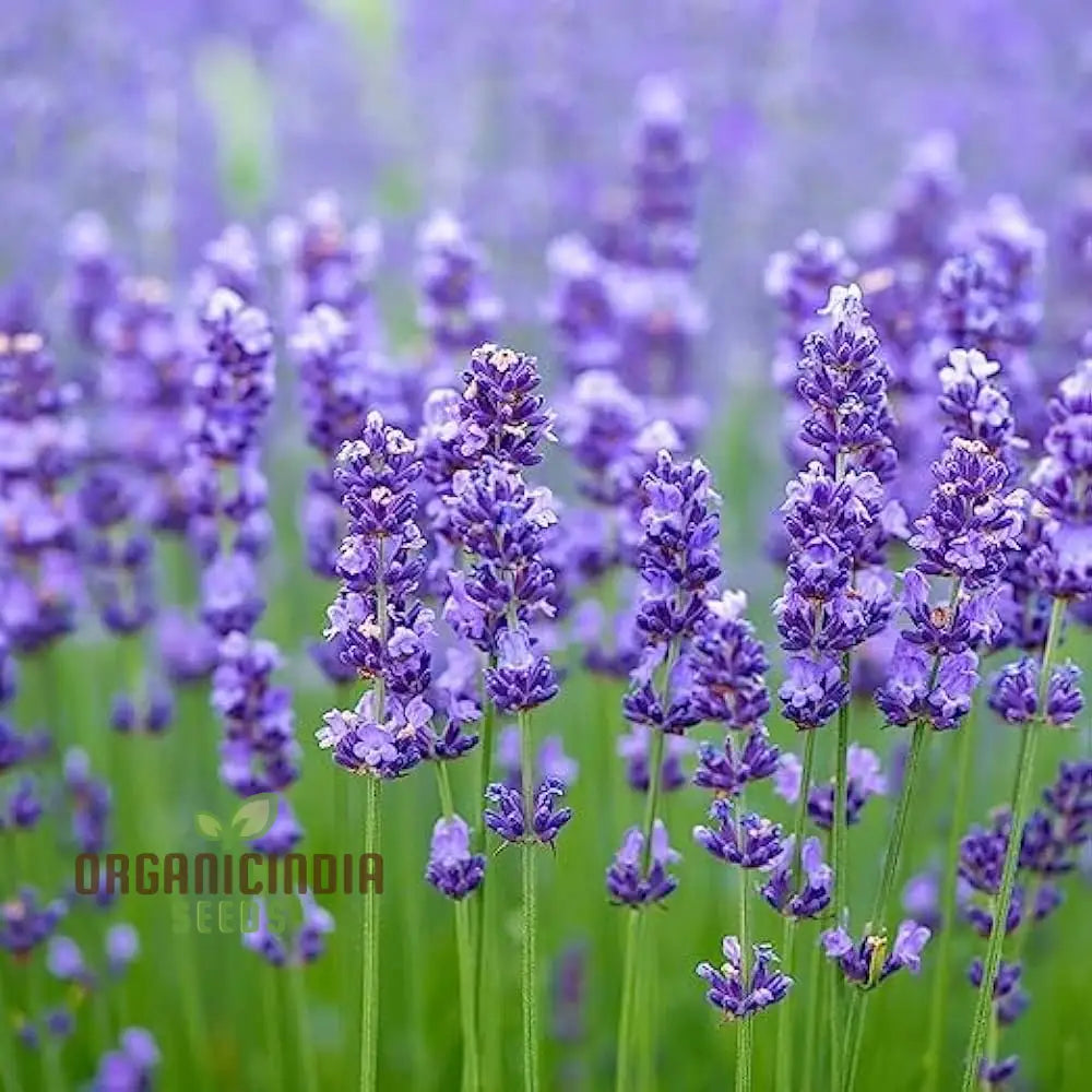 English Lavender Seeds For Your Garden: Planting Excellence & Fragrant Beauty