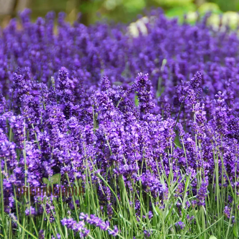 English Lavender Seeds For Your Garden: Planting Excellence & Fragrant Beauty