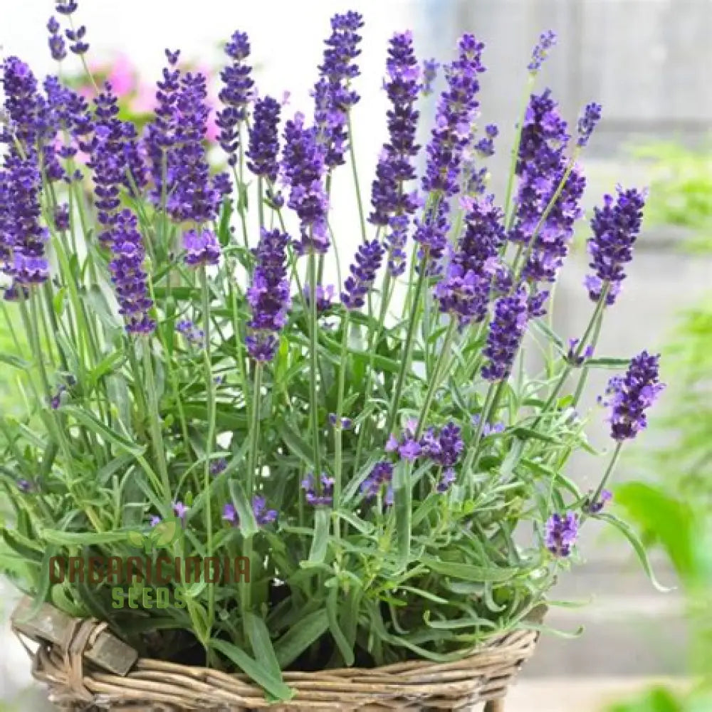 English Lavender Seeds For Your Garden: Planting Excellence & Fragrant Beauty