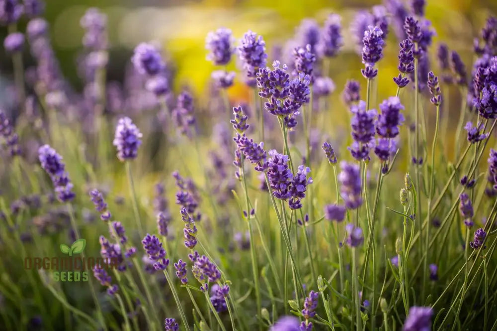 English Lavender Seeds For Your Garden: Planting Excellence & Fragrant Beauty