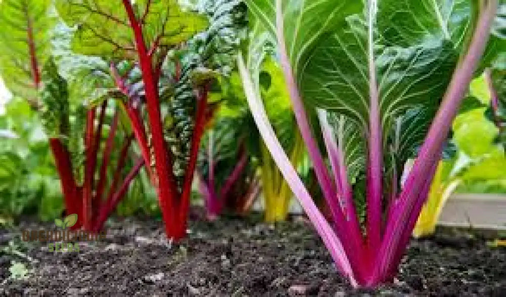 Enhance Your Garden With New Fresh Rainbow Chard Vegetable Seeds For Planting - Grow A Vibrant And