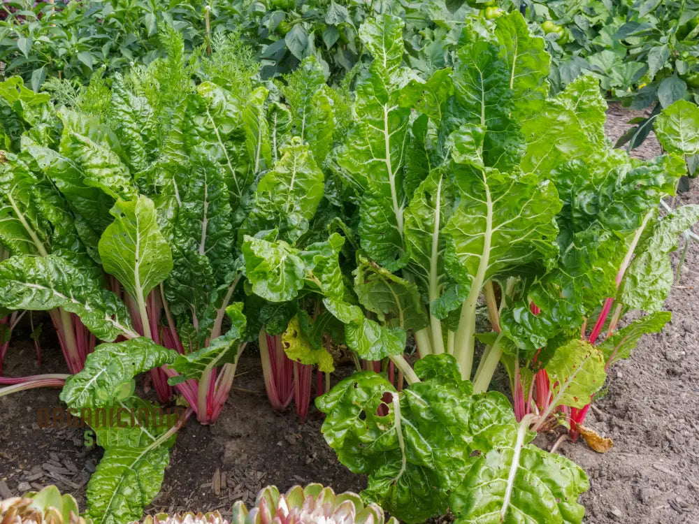 Enhance Your Garden With New Fresh Rainbow Chard Vegetable Seeds For Planting - Grow A Vibrant And