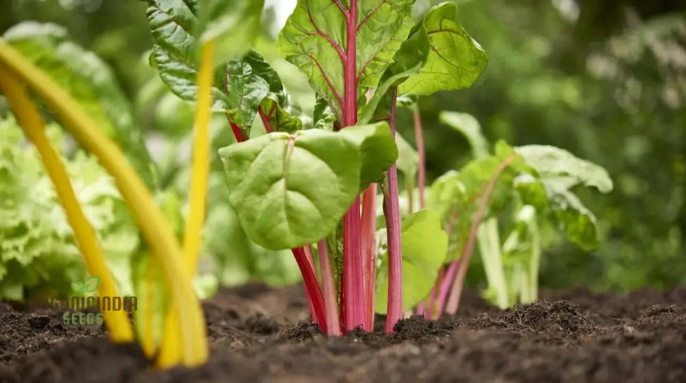 Enhance Your Garden With New Fresh Rainbow Chard Vegetable Seeds For Planting - Grow A Vibrant And