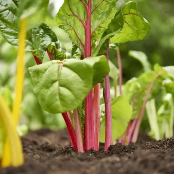 Enhance Your Garden With New Fresh Rainbow Chard Vegetable Seeds For Planting - Grow A Vibrant And