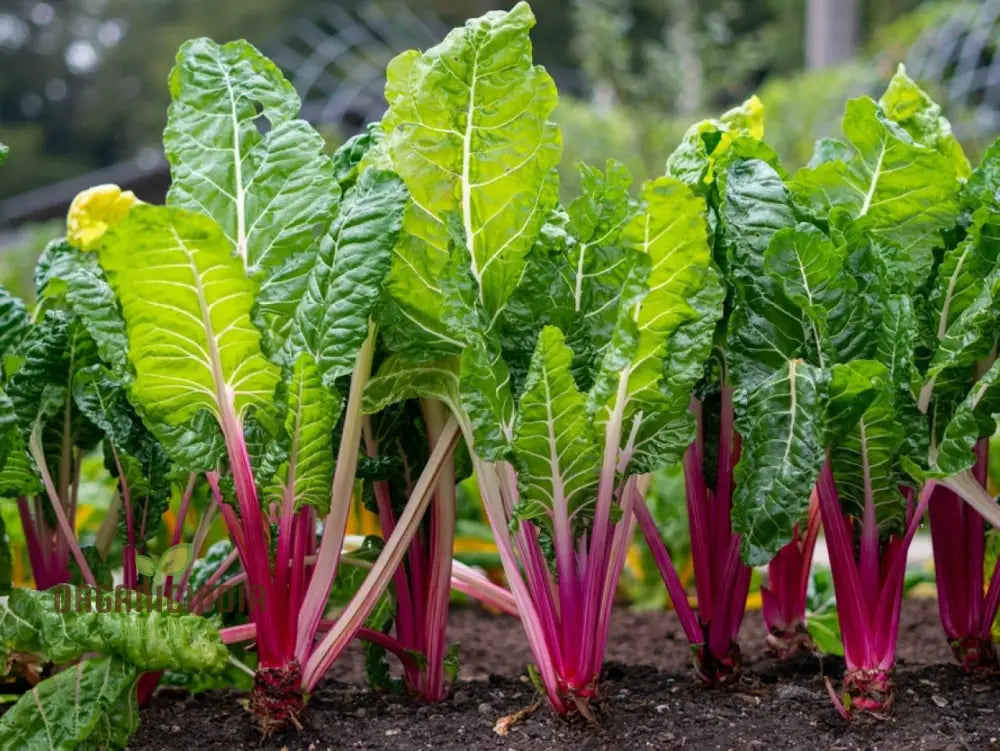 Enhance Your Garden With New Fresh Rainbow Chard Vegetable Seeds For Planting - Grow A Vibrant And