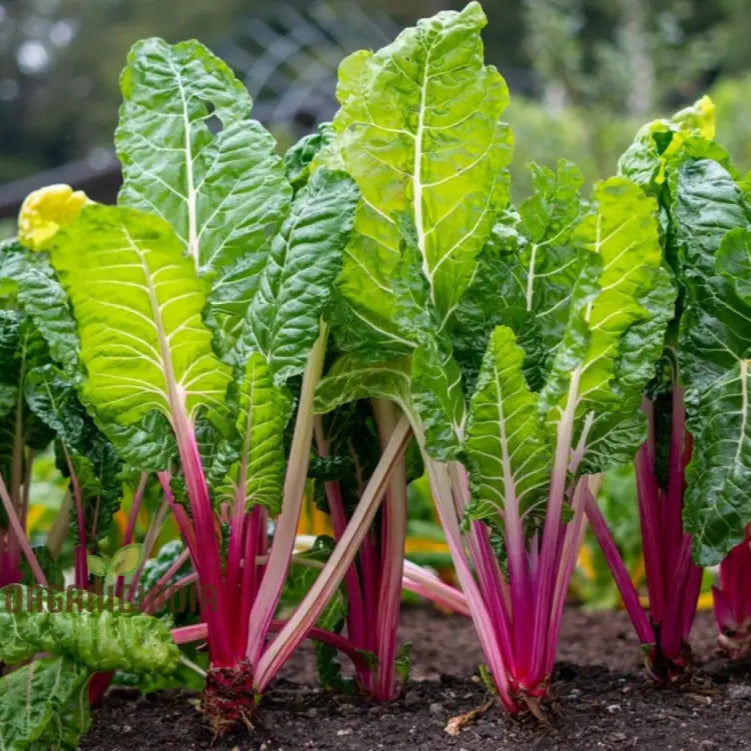 Enhance Your Garden With New Fresh Rainbow Chard Vegetable Seeds For Planting - Grow A Vibrant And