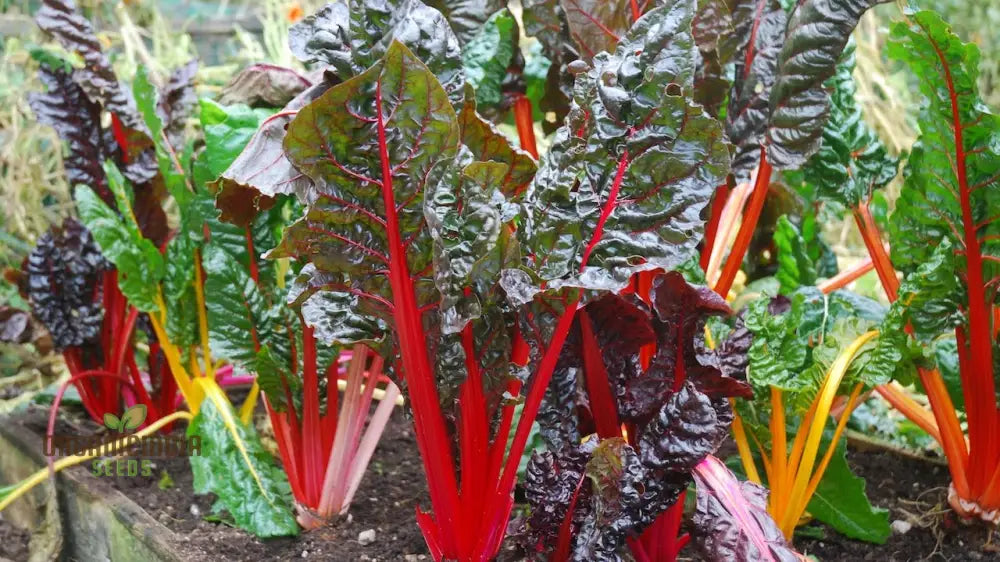 Enhance Your Garden With New Fresh Rainbow Chard Vegetable Seeds For Planting - Grow A Vibrant And