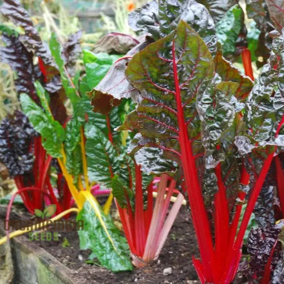 Enhance Your Garden With New Fresh Rainbow Chard Vegetable Seeds For Planting - Grow A Vibrant And