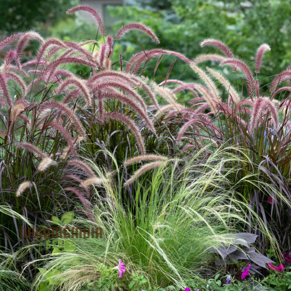 Enhance Your Landscape With A Diverse Ornamental Grass Mixture For Year-Round Beauty