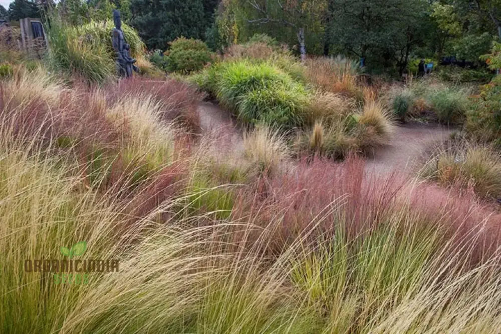 Enhance Your Landscape With A Diverse Ornamental Grass Mixture For Year-Round Beauty