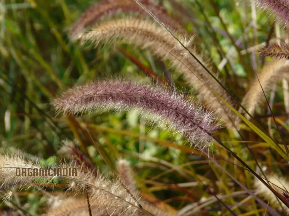 Enhance Your Landscape With A Diverse Ornamental Grass Mixture For Year-Round Beauty