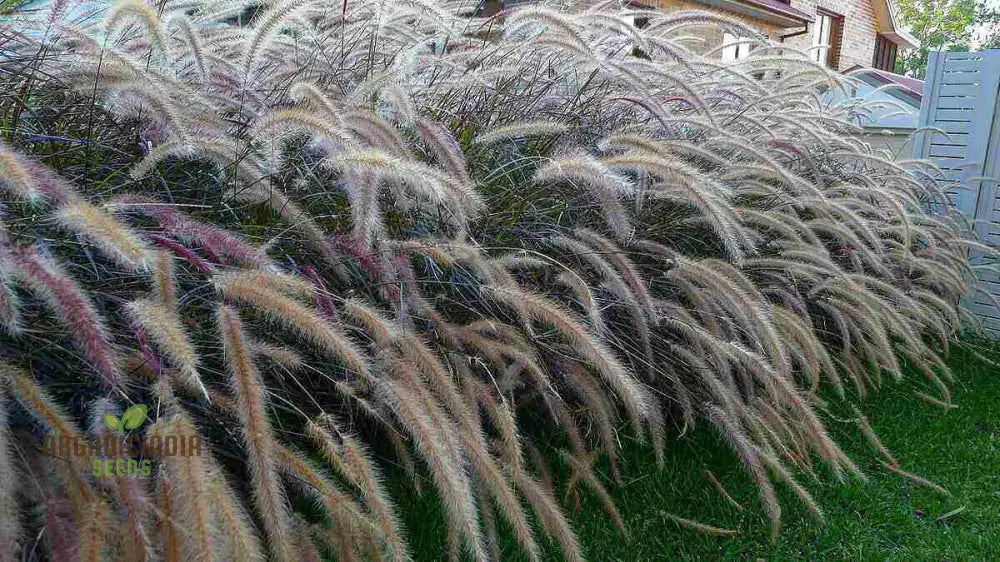 Enhance Your Landscape With A Diverse Ornamental Grass Mixture For Year-Round Beauty