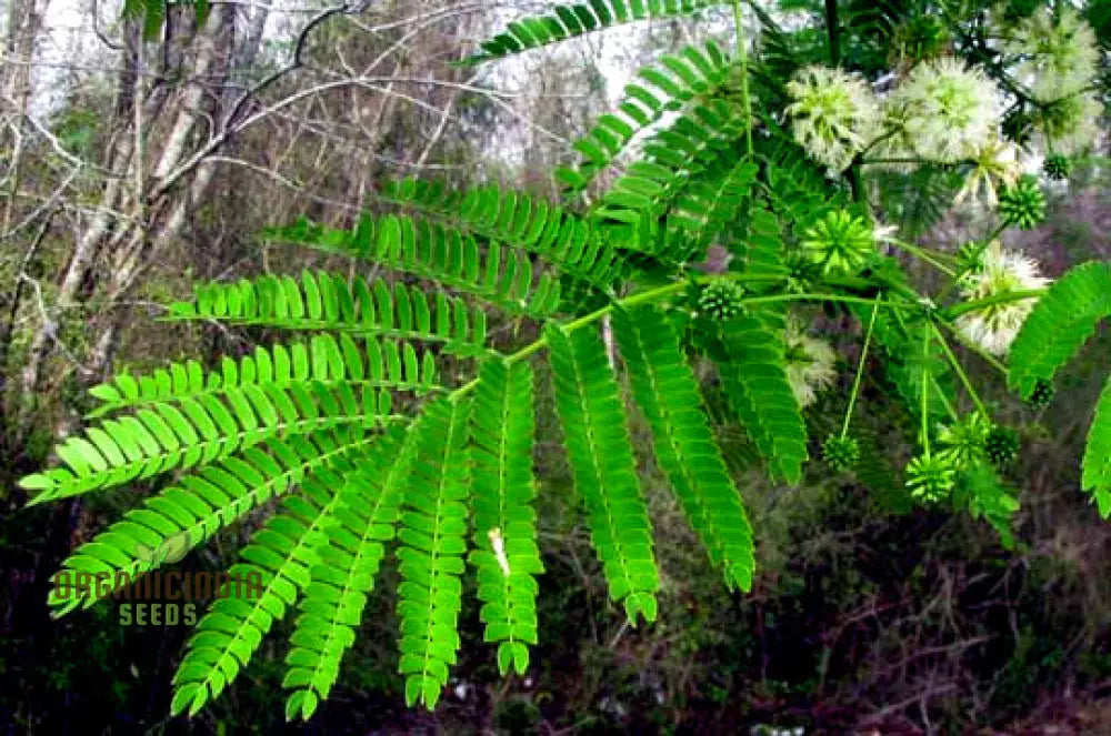 Enteolobium Cyclocarpum Tree Seeds Growing A Majestic Shade For Your Landscape