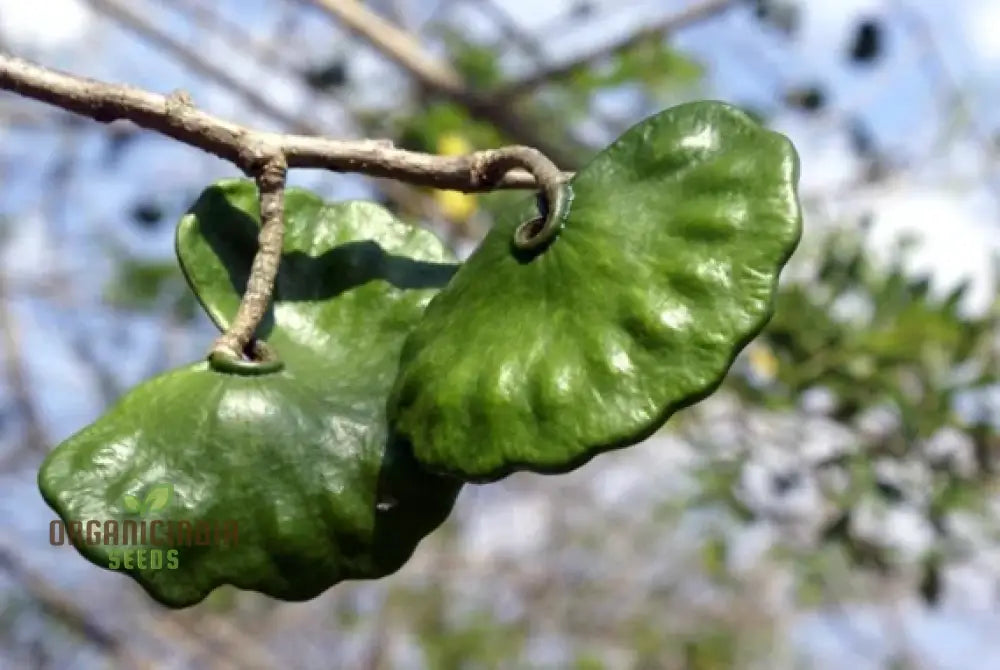 Enteolobium Cyclocarpum Tree Seeds Growing A Majestic Shade For Your Landscape