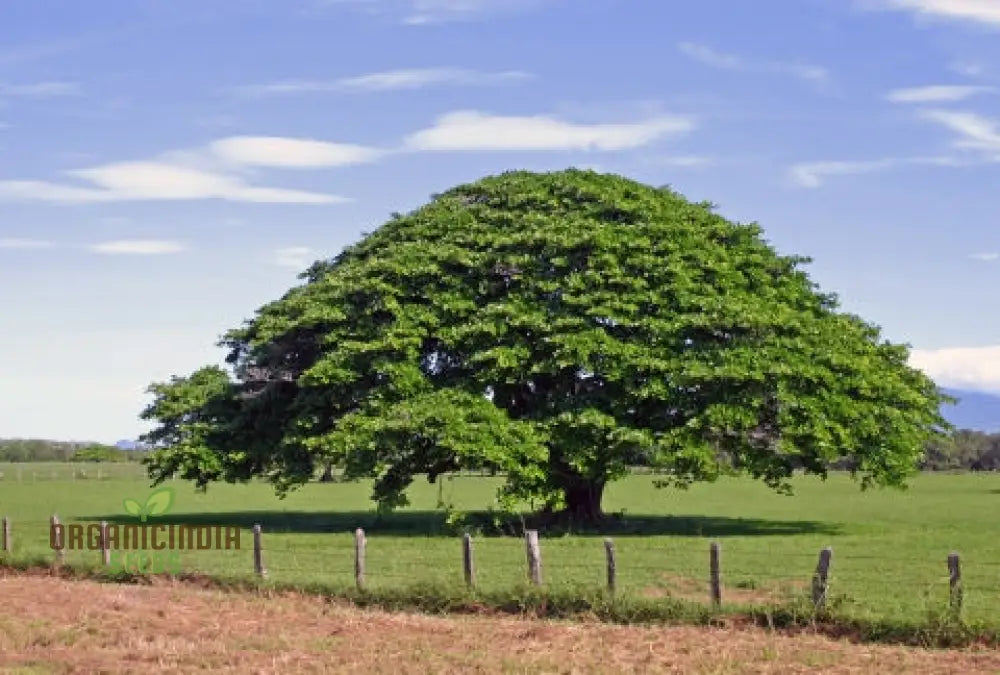 Enteolobium Cyclocarpum Tree Seeds Growing A Majestic Shade For Your Landscape