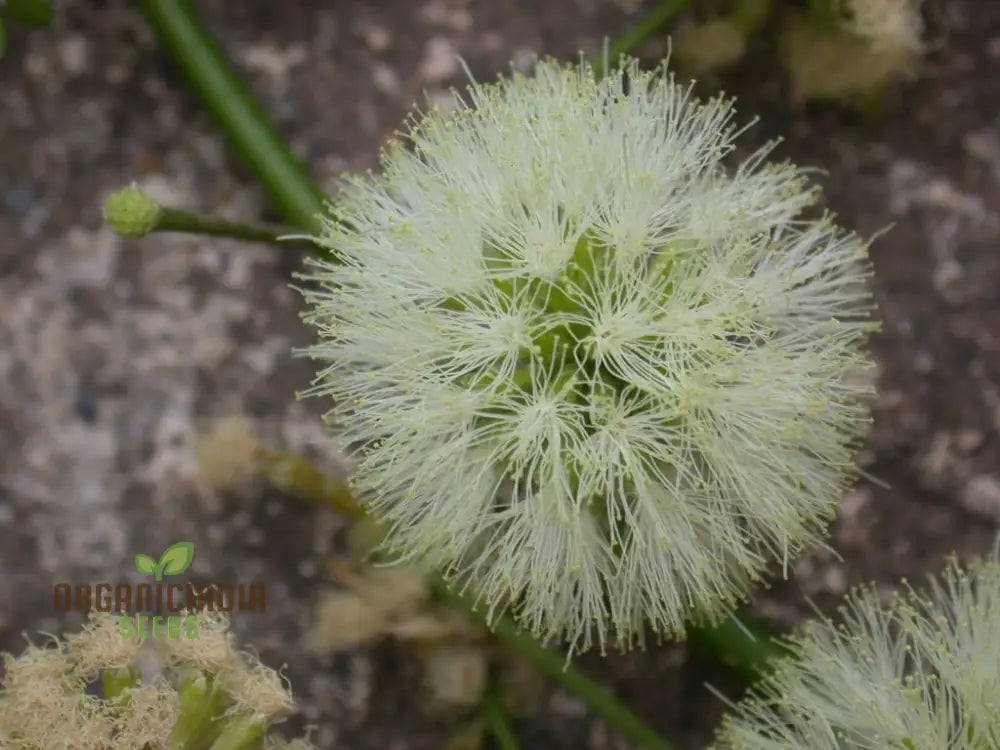 Enteolobium Cyclocarpum Tree Seeds Growing A Majestic Shade For Your Landscape