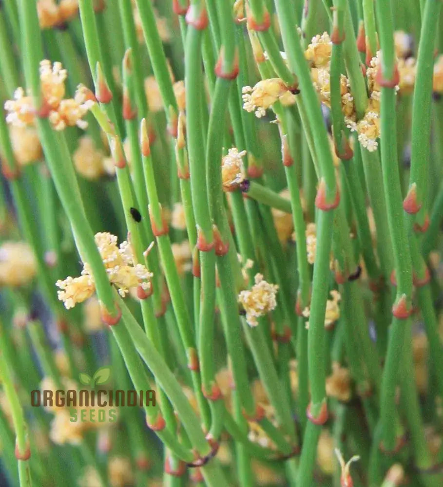 Ephedra Sinica Seeds For Planting Grow Your Own Medicinal Garden Premium High-Quality Plant