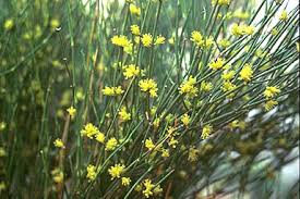 Graines d'éphédra sinica à planter, cultivez votre propre jardin d'éphédra, graines de qualité supérieure