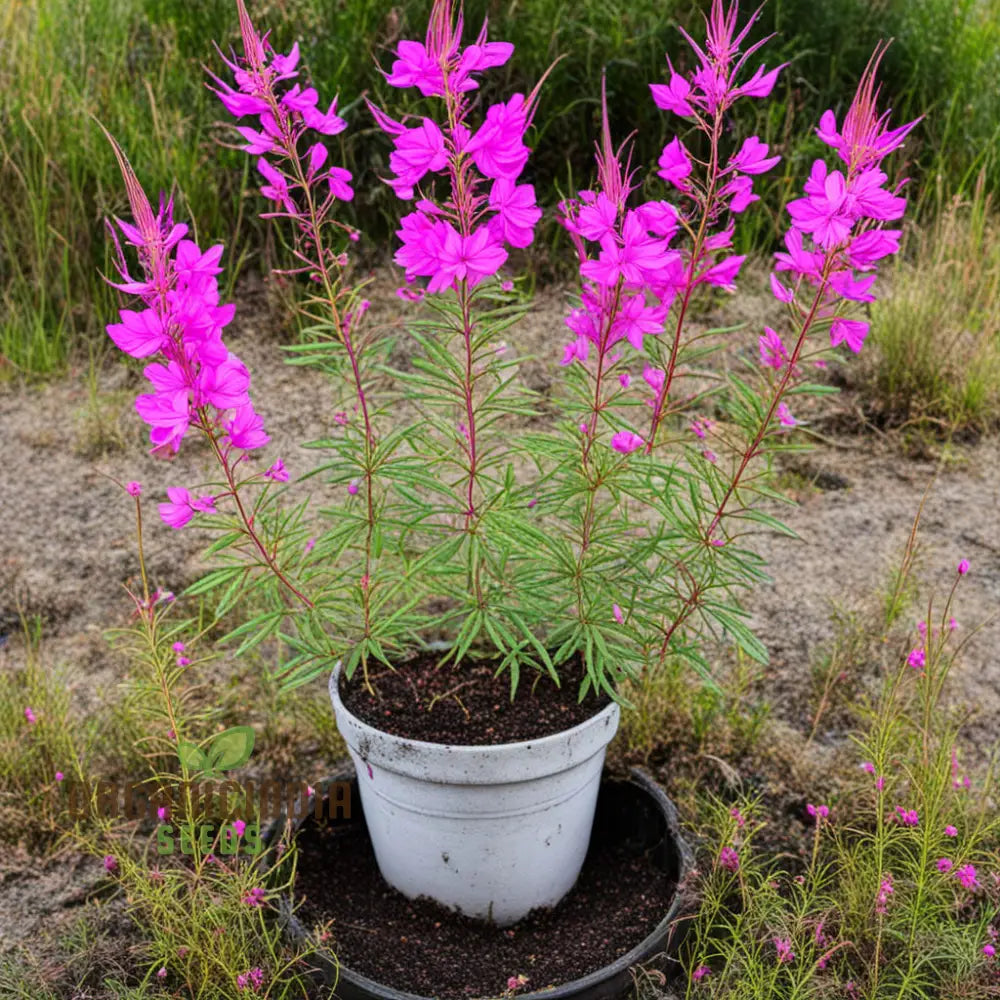 Epicorium Angustifolium Flower Seeds Vibrant Beauty Epilobium Angustifolium (Fireweed) For Your