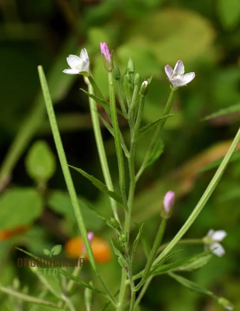 Epilobium Crassum Flower Seeds For Planting Cultivating Delicate Beauty In Your Garden