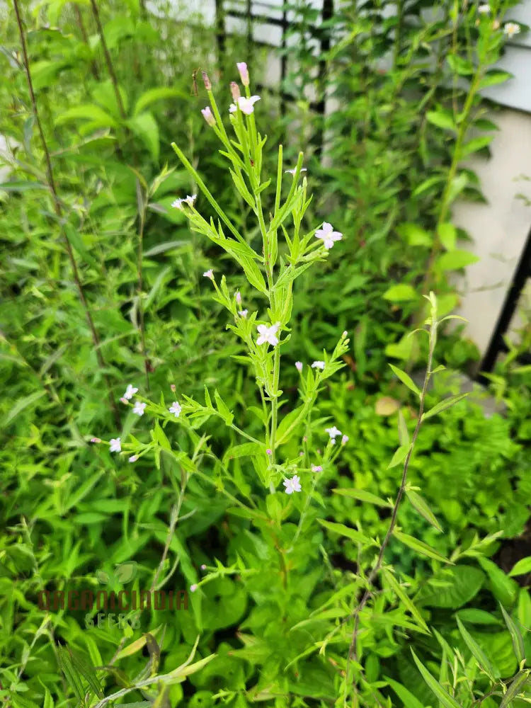 Epilobium Crassum Flower Seeds For Planting Cultivating Delicate Beauty In Your Garden