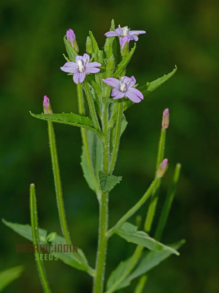 Epilobium Crassum Flower Seeds For Planting Cultivating Delicate Beauty In Your Garden