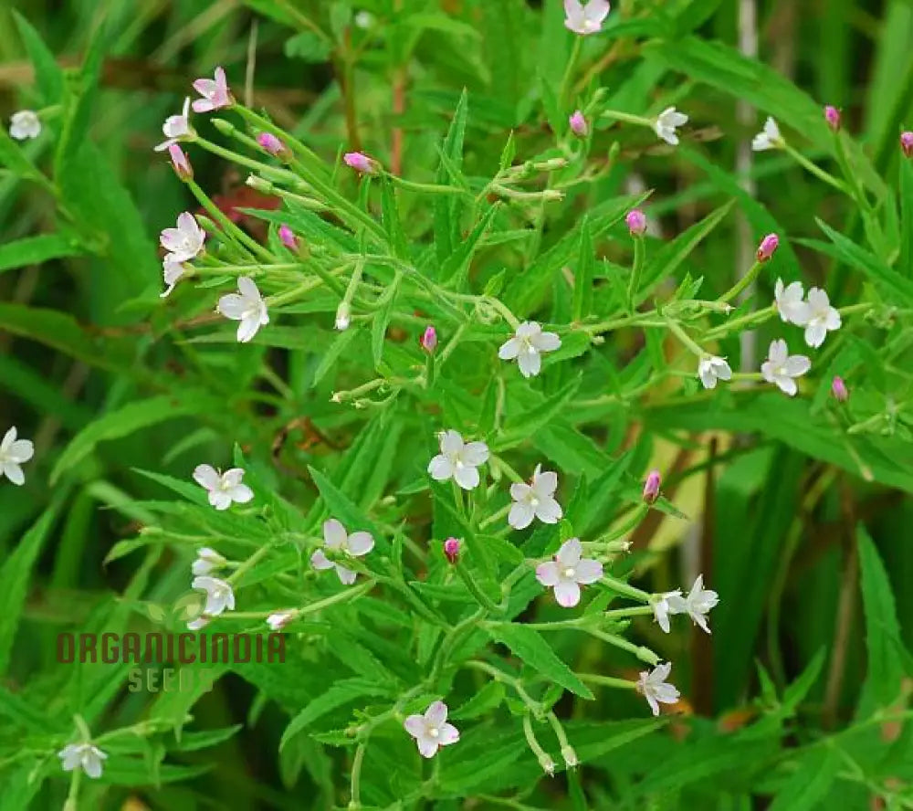 Epilobium Crassum Flower Seeds For Planting Cultivating Delicate Beauty In Your Garden