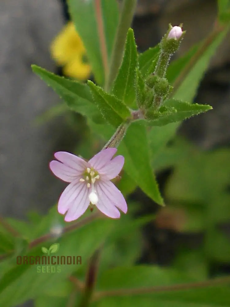 Epilobium Crassum Flower Seeds For Planting Cultivating Delicate Beauty In Your Garden