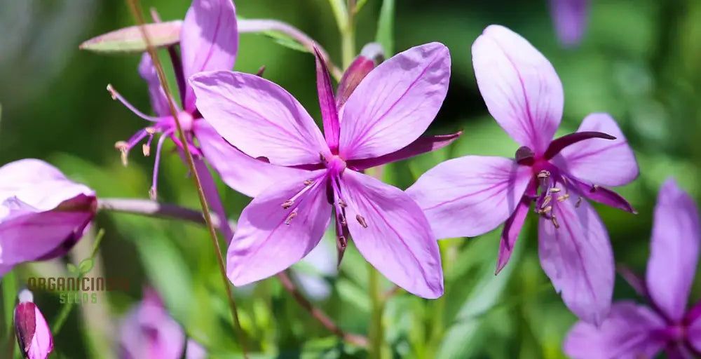 Epilobium Fleischeri Flower Seeds For Planting Graceful Wildflowers For Your Garden