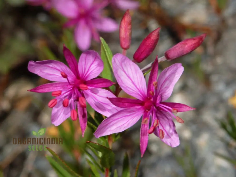 Epilobium Fleischeri Flower Seeds For Planting Graceful Wildflowers For Your Garden