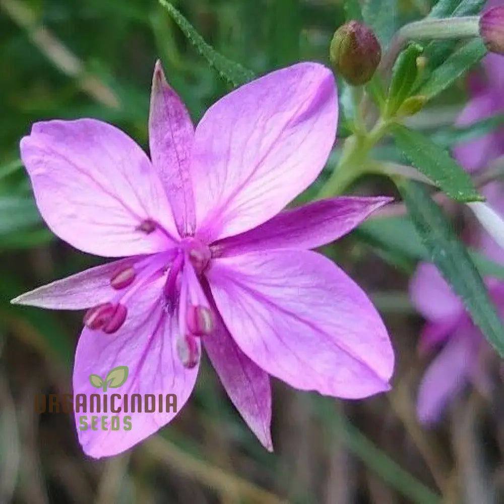 Epilobium Fleischeri Flower Seeds For Planting Graceful Wildflowers For Your Garden