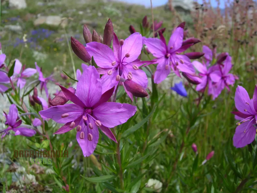 Epilobium Fleischeri Flower Seeds For Planting Graceful Wildflowers For Your Garden