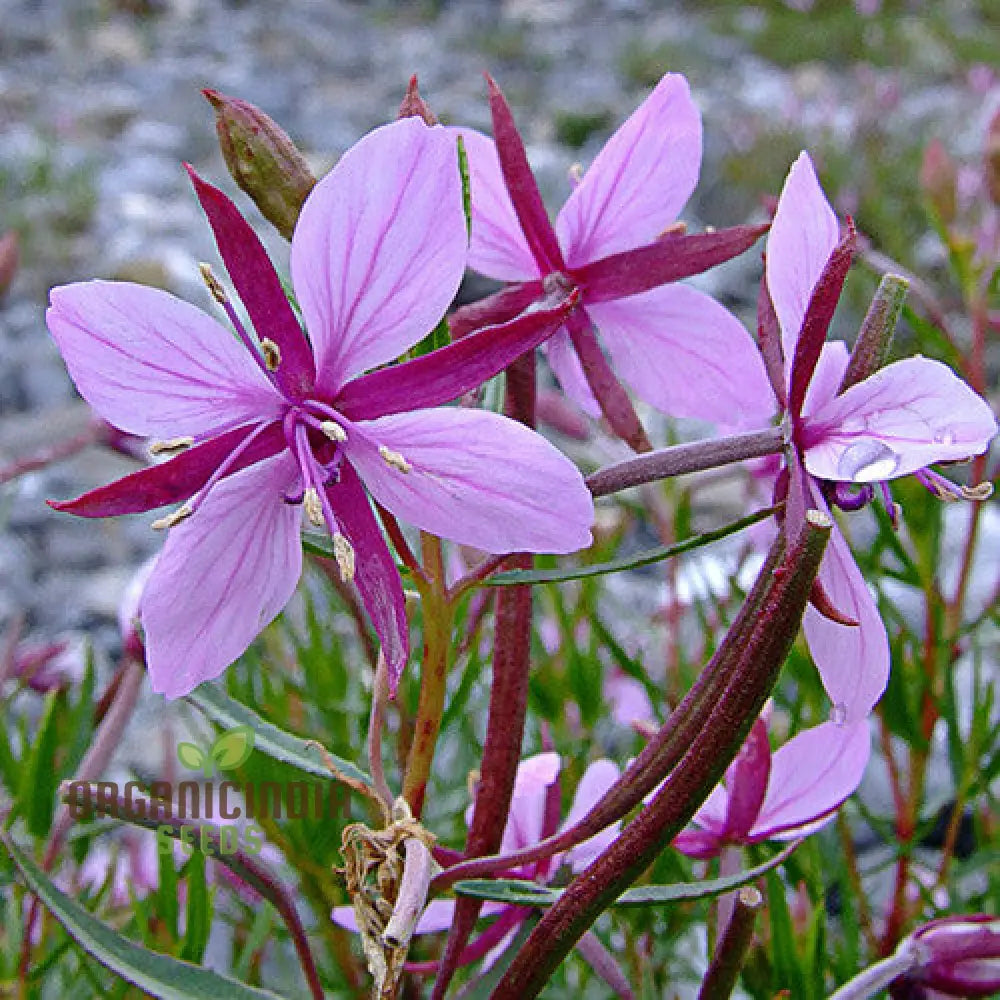 Epilobium Fleischeri Flower Seeds For Planting Graceful Wildflowers For Your Garden